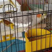 فروش یک عدد عروس هلندی سخنگو