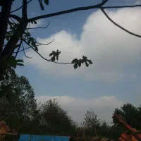 واگذاری گربه