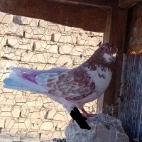 ی نر گرگی گرفتنی با آب گردن کلفت دوتا نشون داره
