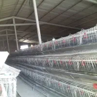 ۶۰۰۰قفس مرغ