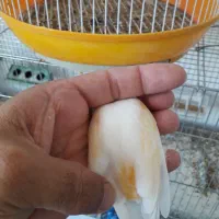 قناری ماده موزاییکی|پرنده|پارس‌آباد, |دیوار