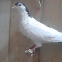 ۶ تا ماده|پرنده|تربت جام, مطهری|دیوار