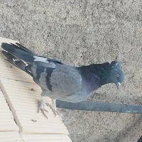 کبوتر دوبهر|پرنده|نجفآباد, یزدانشهر|دیوار