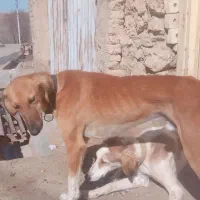 سگ تازی به شرط گله