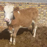 گاو و گوساله