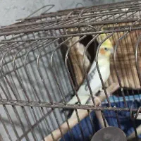 عروس هلندی دوکت معاوضه با 3جوجه