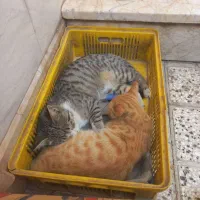 واگذاری رایگان دو گربه ماده|گربه|نیشابور, هفده شهریور|دیوار