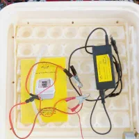 دستگاه جوجه کشی|لوازم جانبی حیوانات|اردبیل, |دیوار