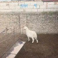 ۲رآس بره نر،بهترین جنس دار ،قزل افشار ،خوراک خور