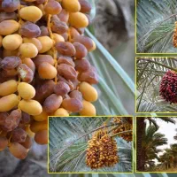 فروش۸۰اصله نخل خرما ورطبی با 60دیمیت