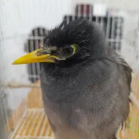 سلام جوجه مینا ۸ماهه بازیگوش