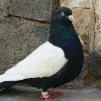 سینه سیاه
