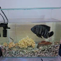 اکواریوم شیشه خم شرکتی  با ماهی زندانی و سنگ