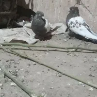 کفتر سینه جفت ب سرت تخم جوجه|پرنده|نوده انقلاب, |دیوار