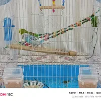 مرغ عشق|پرنده|مریوان, |دیوار