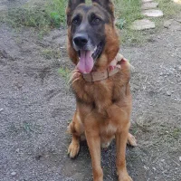 بچه سگ ژرمن|سگ|رشت, لاکان|دیوار