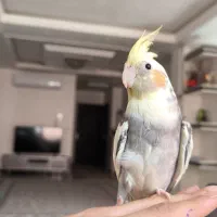 عروس هلندی نر