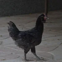 جفت مرغ خروس نژاد دار