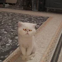 فروش گربه پرشین اصیل|گربه|پردیس, فاز ۸|دیوار