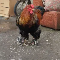 برهما پارتریچ|حیوانات مزرعه|آستانه اشرفیه, |دیوار