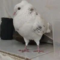 کبوتر کاکول دار