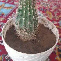 عالی و خوشگل|گل و گیاه طبیعی|مرند, |دیوار