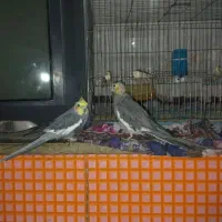 فروشی|پرنده|زهک, |دیوار