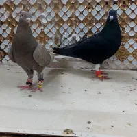 کبوتردم سفید