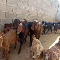 کهره نر