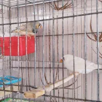 جفت فنج سوپر کینگ