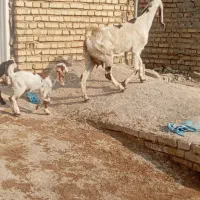 بز ماده دوقلو زا و یک قلو اولین شکم و‌دوتا ابستن|حیوانات مزرعه|اهواز, گلدشت|دیوار