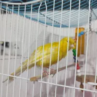 قناری نر|پرنده|صومعه‌سرا, |دیوار