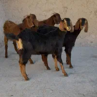 بزغاله نر وماده|حیوانات مزرعه|قروه, |دیوار