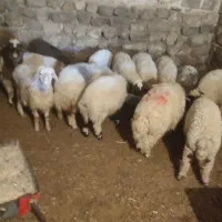 فروش ۱۲ عدد بره پرواری سبک|حیوانات مزرعه|ایلام, |دیوار