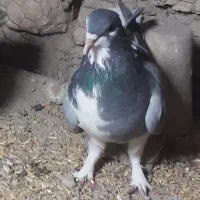 ماده خرقه موش پا آماده