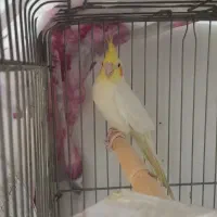 عروس هلندی ماده بالغ