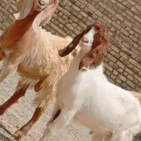 دوتا کهره مری نر