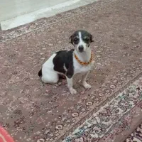 چیواوا|سگ|شیراز, سعدیه شمالی|دیوار