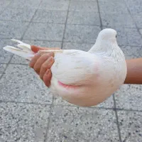 ۴ تا کبوتر فروشی