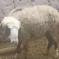 بره