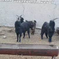 فروش ۳ راس|حیوانات مزرعه|جوادآباد, |دیوار