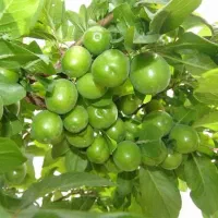 نهالستان پالیز بزرگ ترین تولیدکننده نهال کشور|خدمات باغبانی و درختکاری|رضوانشهر, |دیوار