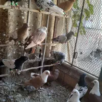 دمسفید پرشی|پرنده|جوین, |دیوار