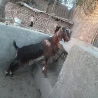 بز جوان