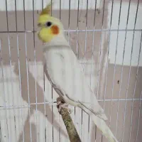 عروس هلندی نر لتینو مولد|پرنده|اهواز, پردیس|دیوار