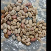 فروش لوبیا چیتی و لوبیا سفید