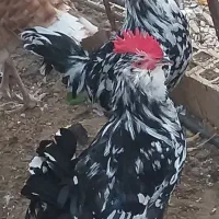 دوتا مرغ کرک و ۶تا خروس