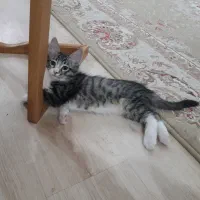 واگذاری رایگان بچه گربه