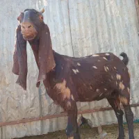 بز پاکستانی اصل جوان  درشت دقلو  آبستن