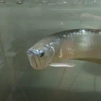 آروانا سیلور